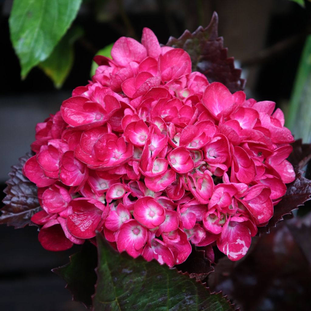 Hortensia - Hydrangea macrophylla Merveille Sanguine