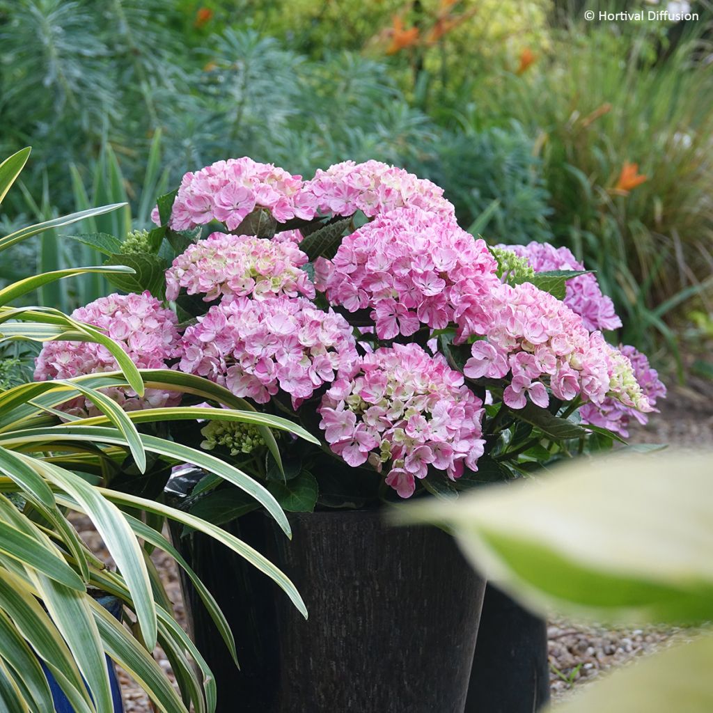 Hortensia - Hydrangea macrophylla Pinky Binder