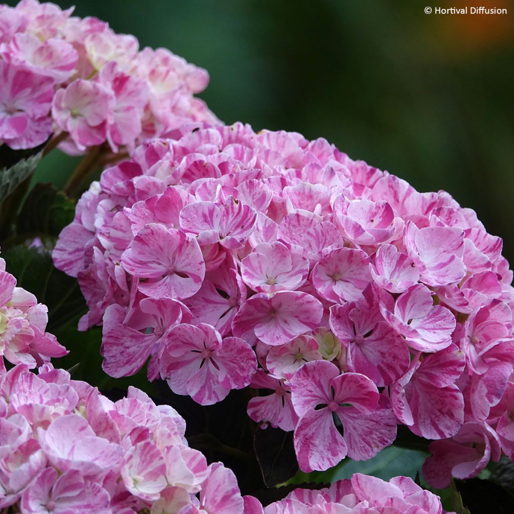 Hortensia - Hydrangea macrophylla Pinky Binder