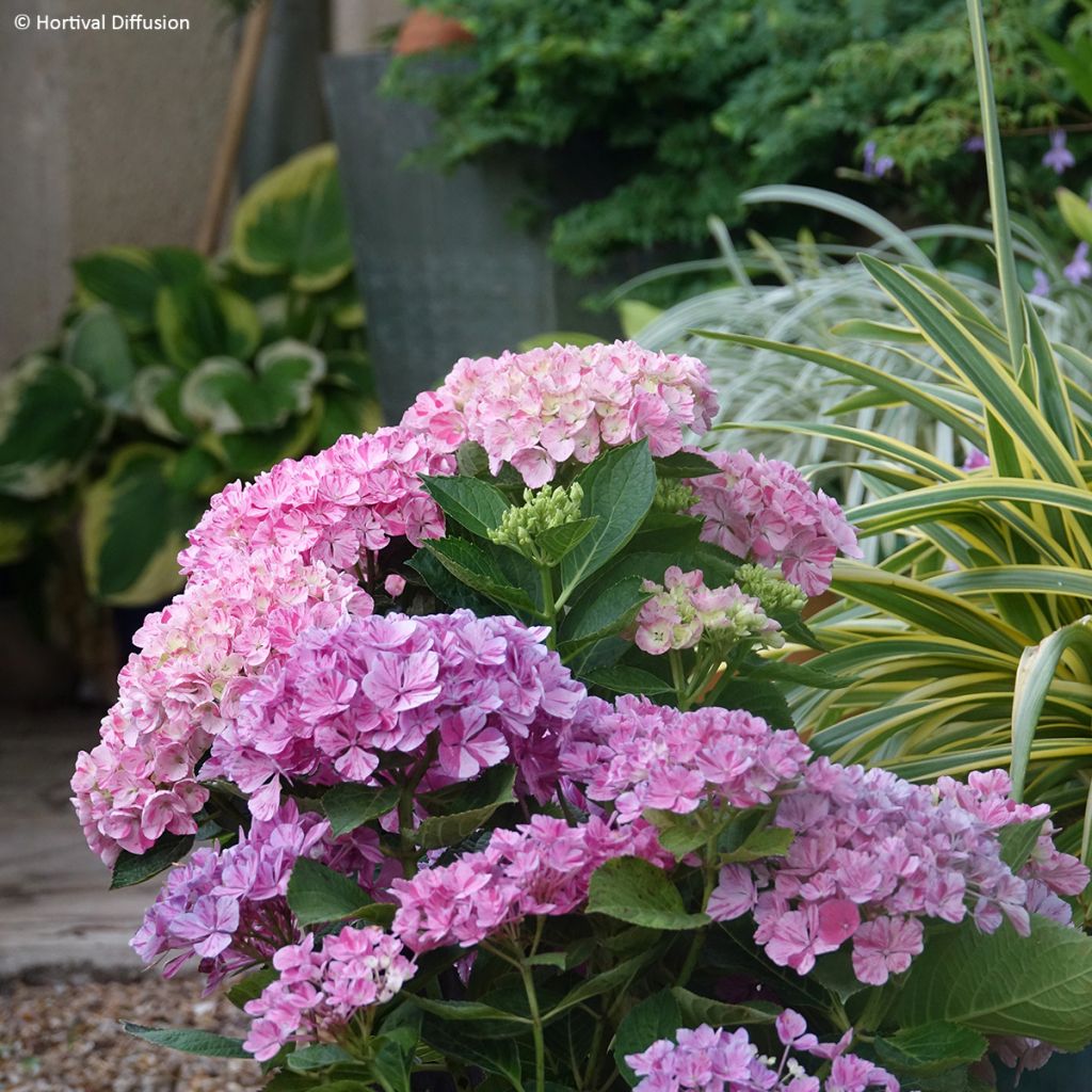 Hortensia - Hydrangea macrophylla Pinky Binder