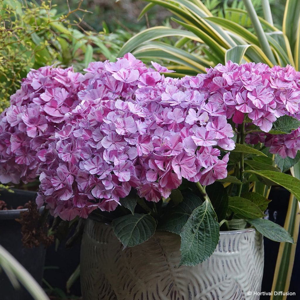 Hortensia - Hydrangea macrophylla Pinky Binder