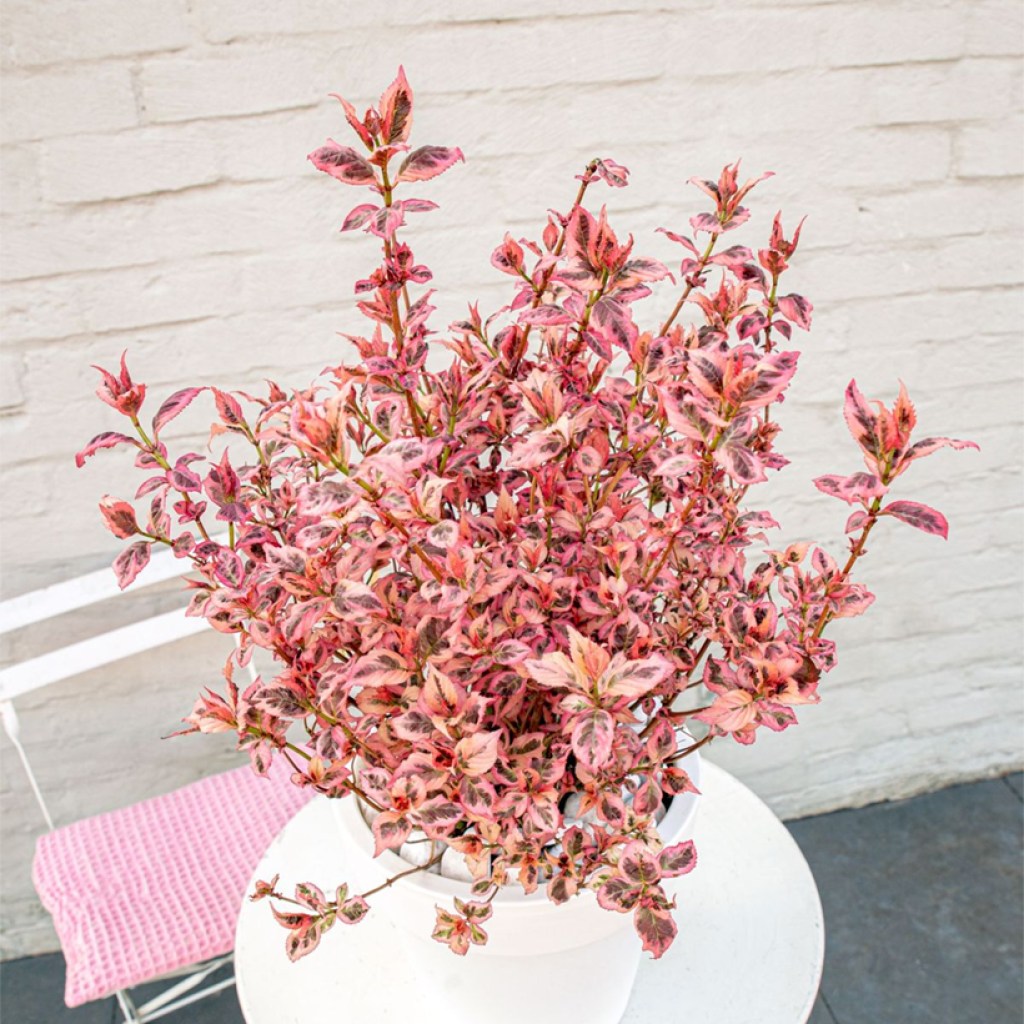 Hortensia - Hydrangea serrata Euphoria Pink