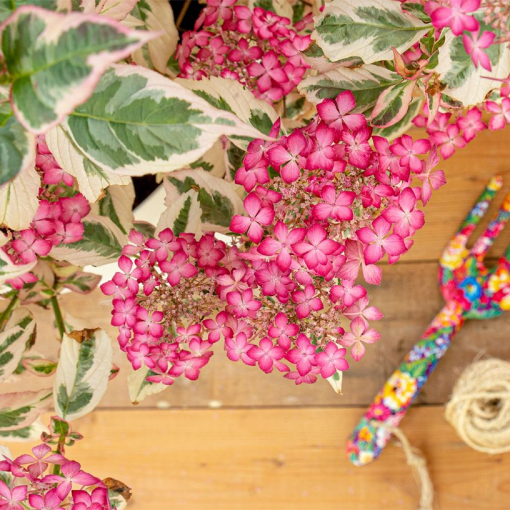 Hortensia - Hydrangea serrata Euphoria Pink