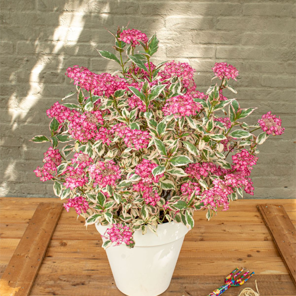 Hortensia - Hydrangea serrata Euphoria Pink