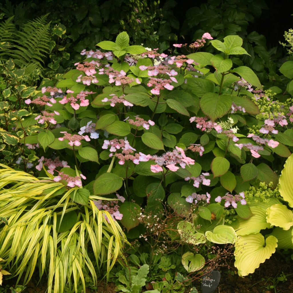 Hortensia - Hydrangea serrata Veerle