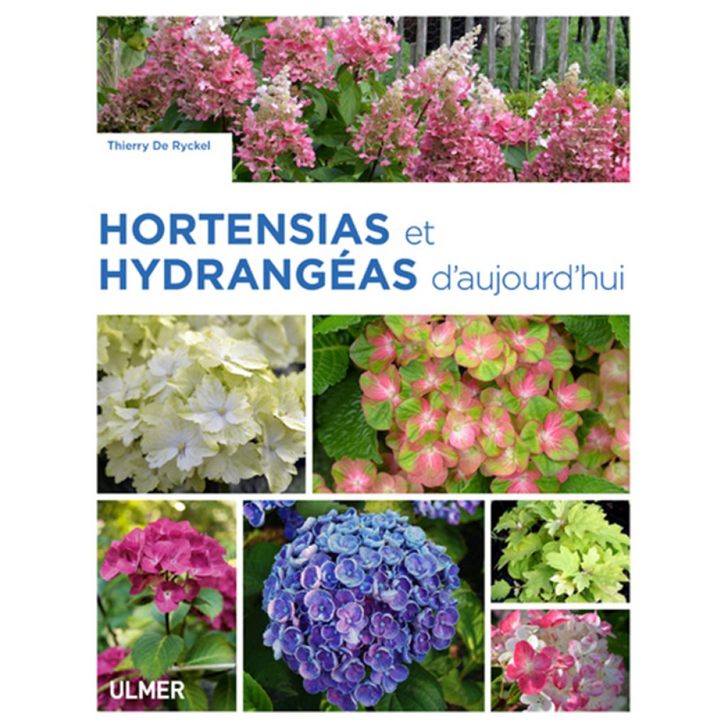 Hortensias et hydrangéas d'aujourd'hui