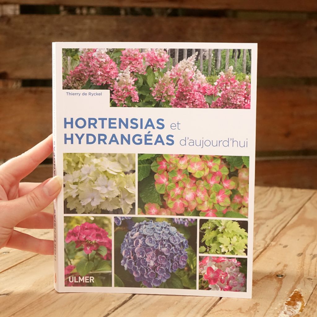 Hortensias et hydrangéas d'aujourd'hui