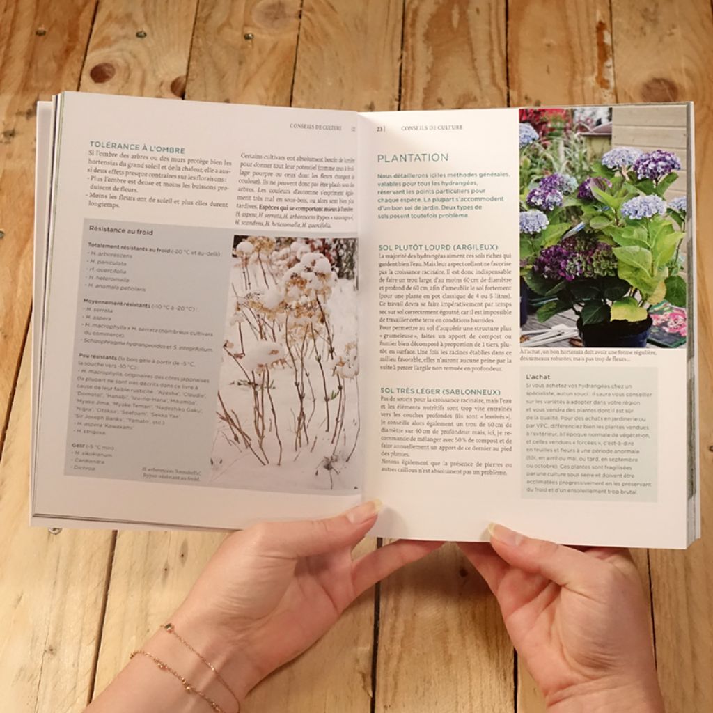 Hortensias et hydrangéas d'aujourd'hui