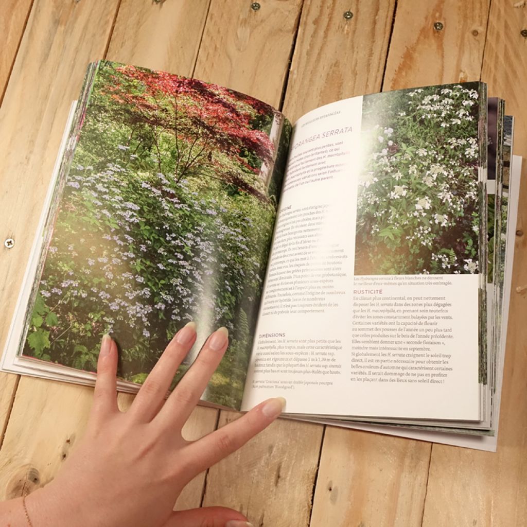 Hortensias et hydrangéas d'aujourd'hui