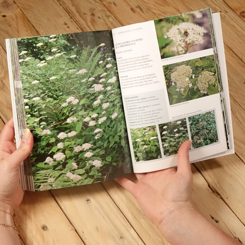 Hortensias et hydrangéas d'aujourd'hui