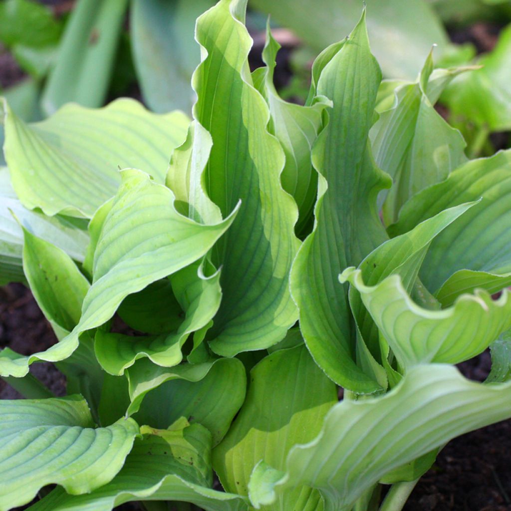 Hosta Blue Cascade