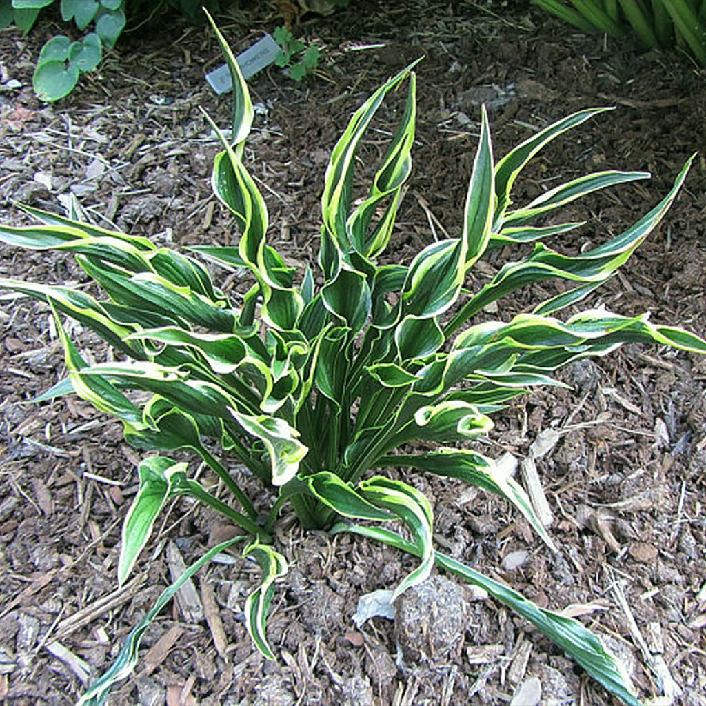 Hosta Hands Up