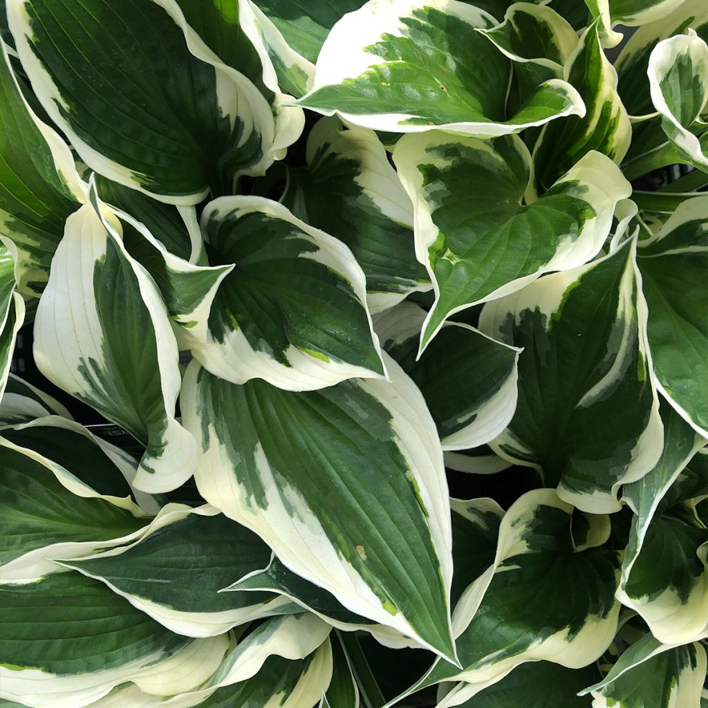 Hosta fortunei - Un feuillage remarquable, vert bordé de blanc