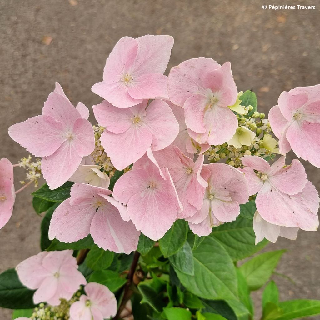 Hortensia - Hydrangea Renaissance