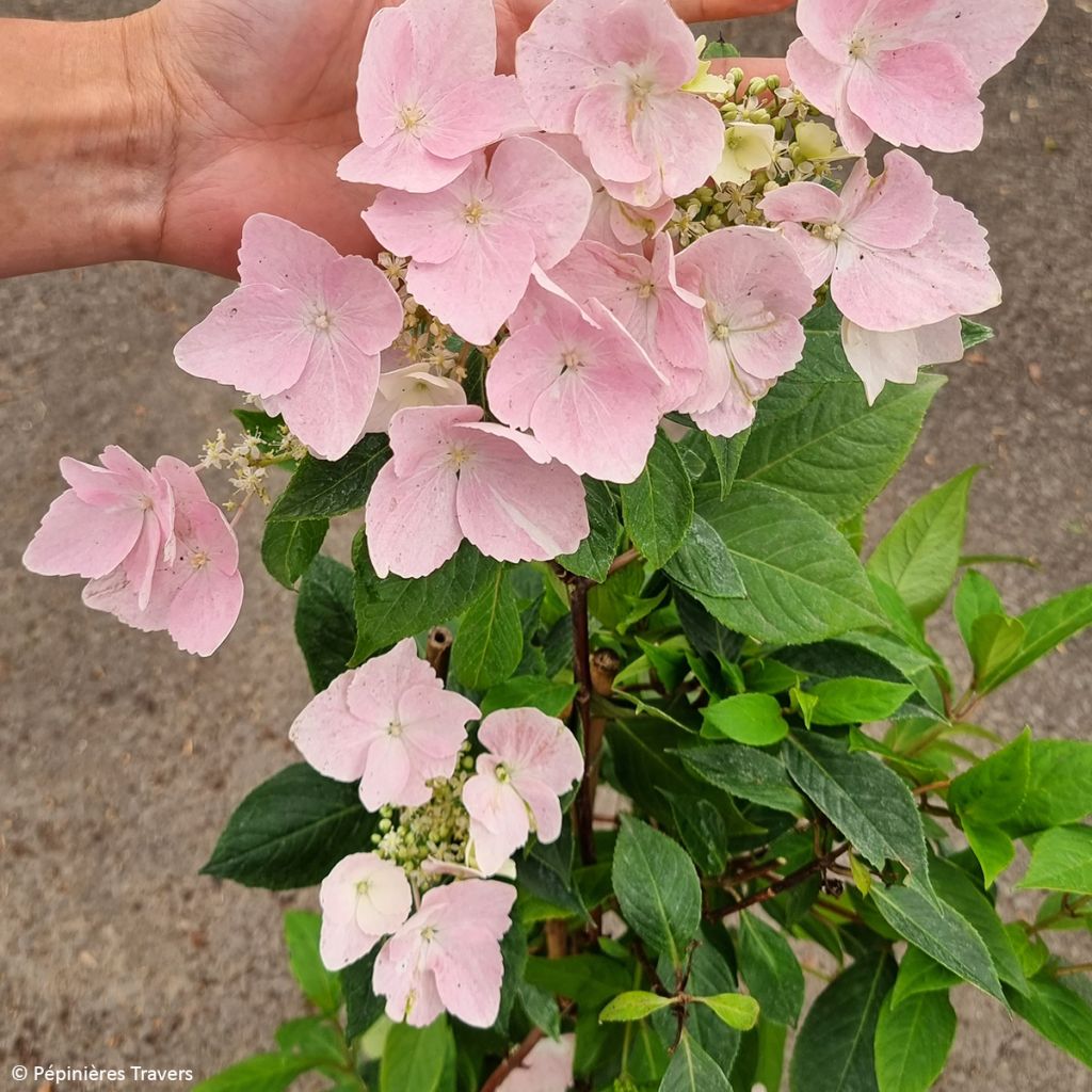 Hortensia - Hydrangea Renaissance