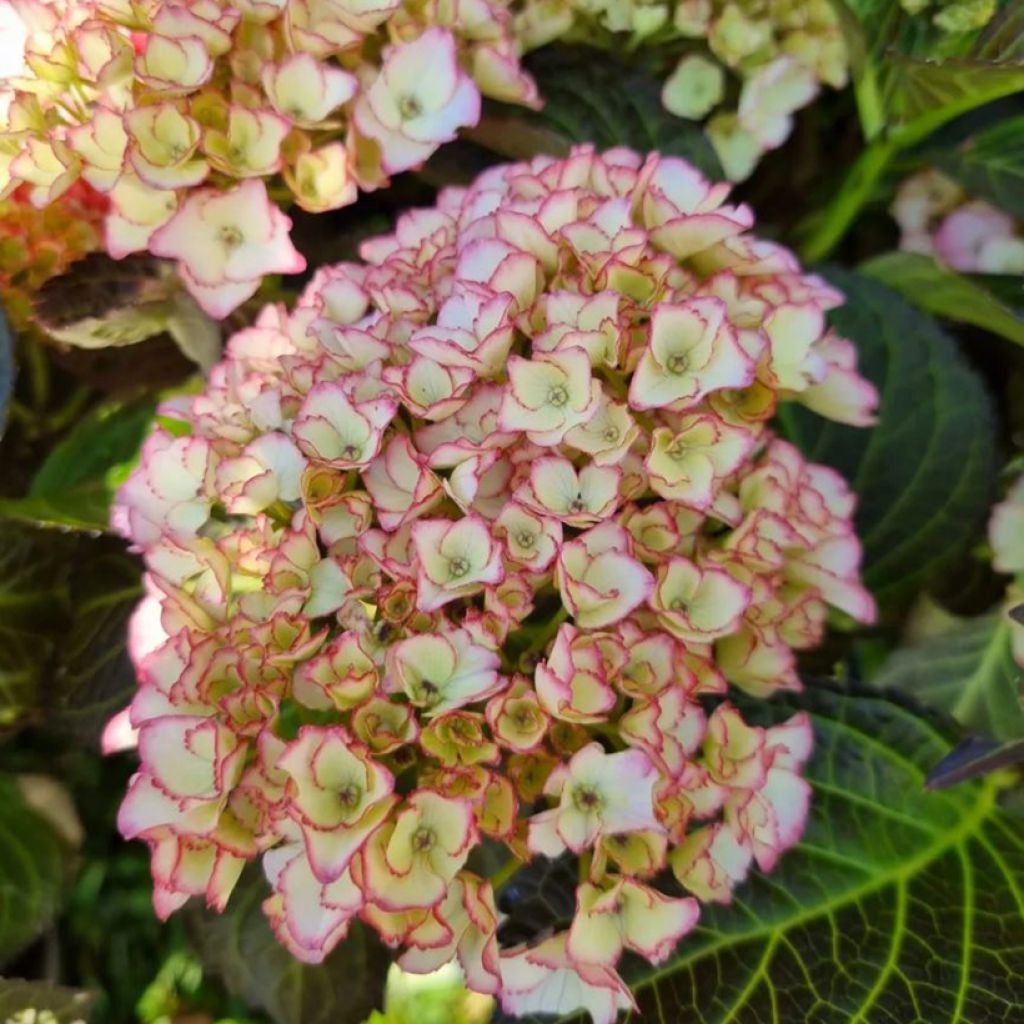 Hortensia - Hydrangea macrophylla Benthe