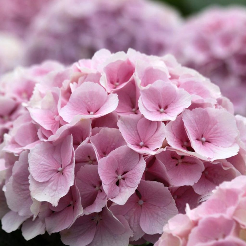 Hortensia - Hydrangea macrophylla Everbloom Pink Wonder