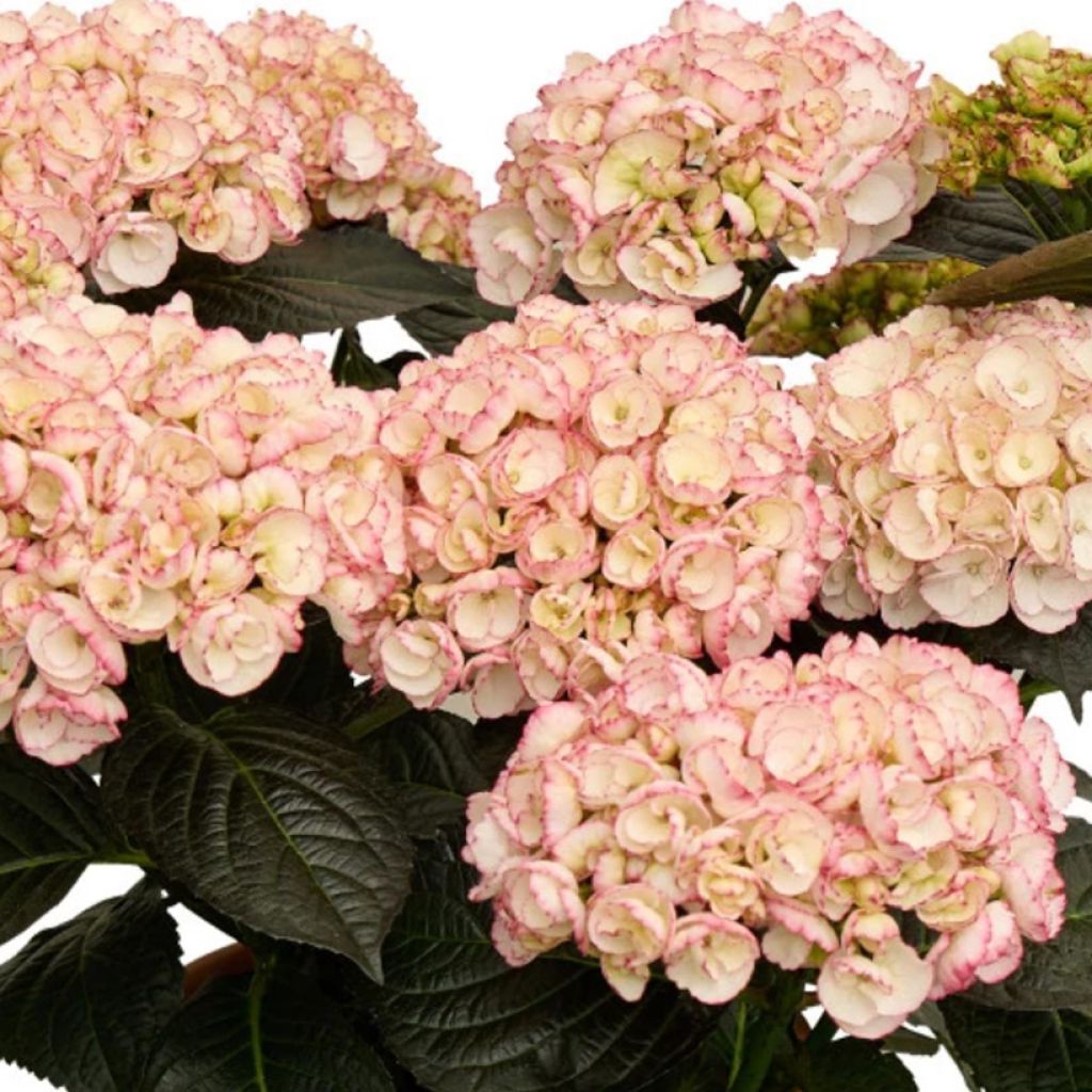 Hortensia - Hydrangea macrophylla Midnight Pearl