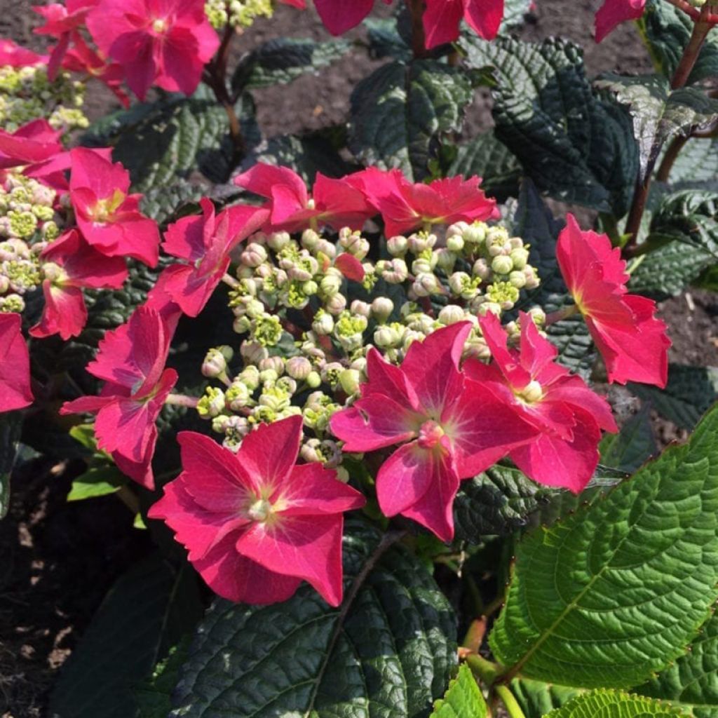 Hortensia - Hydrangea macrophylla Flair & Flavours Strawberry n Cream