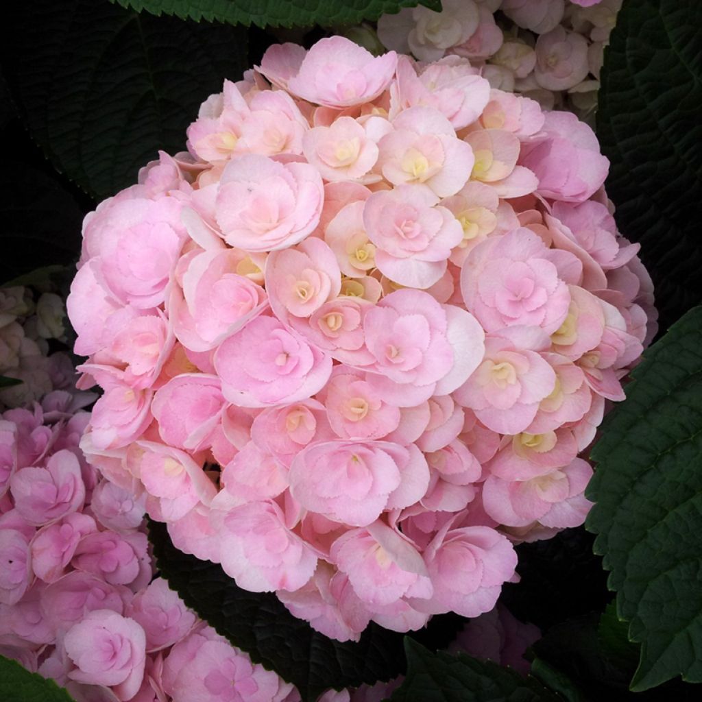 Hortensia - Hydrangea macrophylla You and Me Love