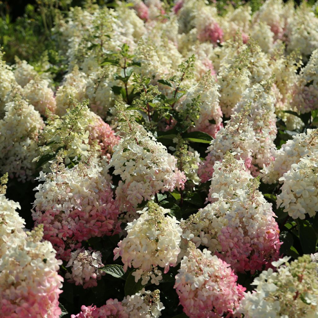 Hydrangea paniculata Candlelight - Hortensia paniculé