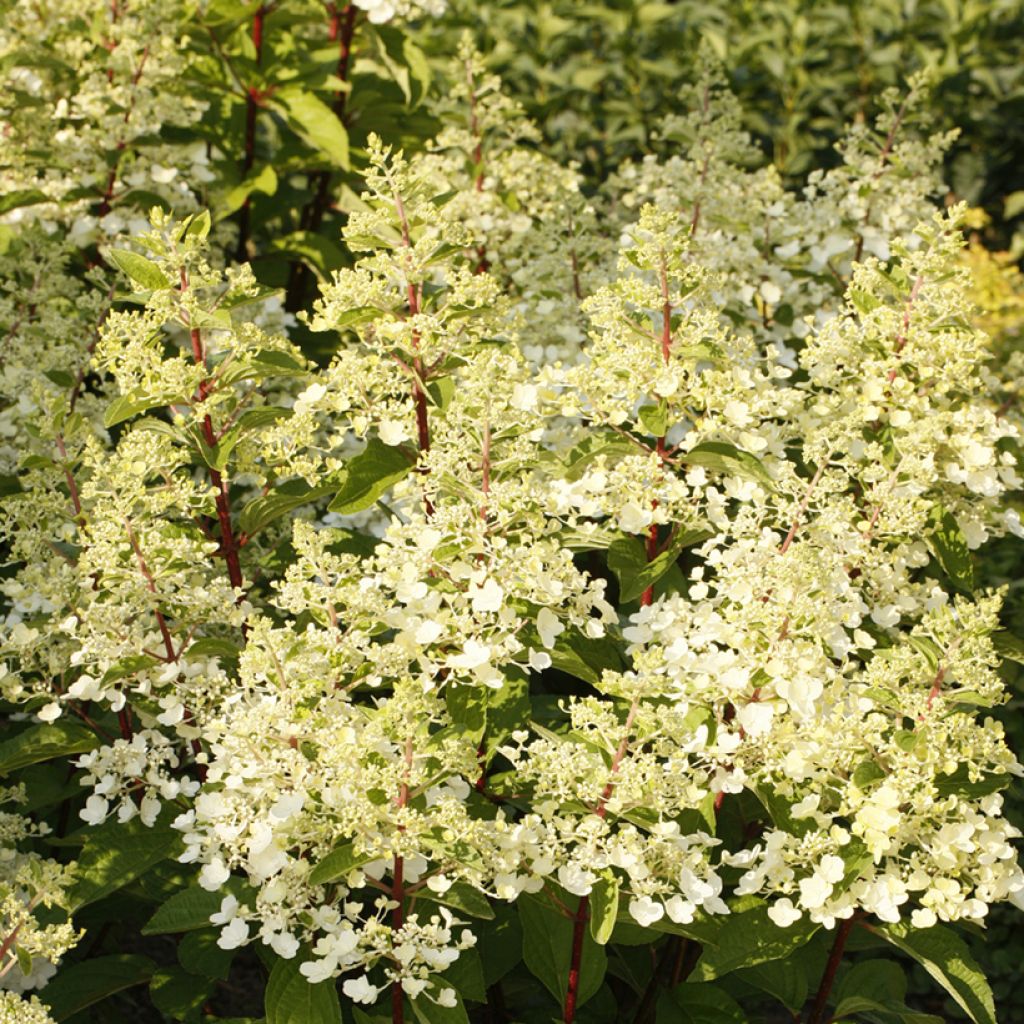 Hydrangea paniculata Candlelight - Hortensia paniculé