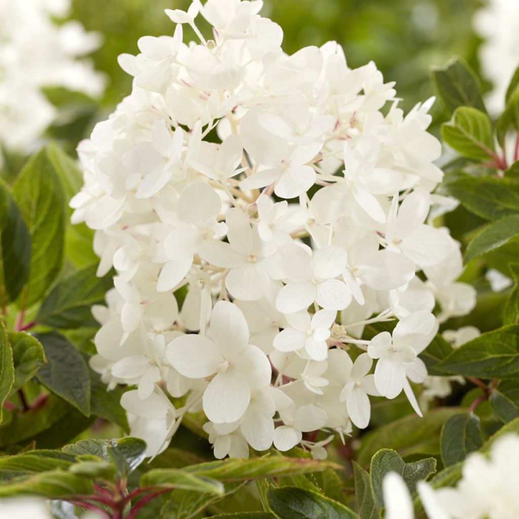 Hydrangea paniculata Groundbreaker - Hortensia paniculé nain