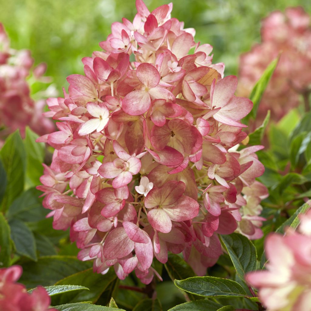 Hydrangea paniculata Groundbreaker - Hortensia paniculé nain