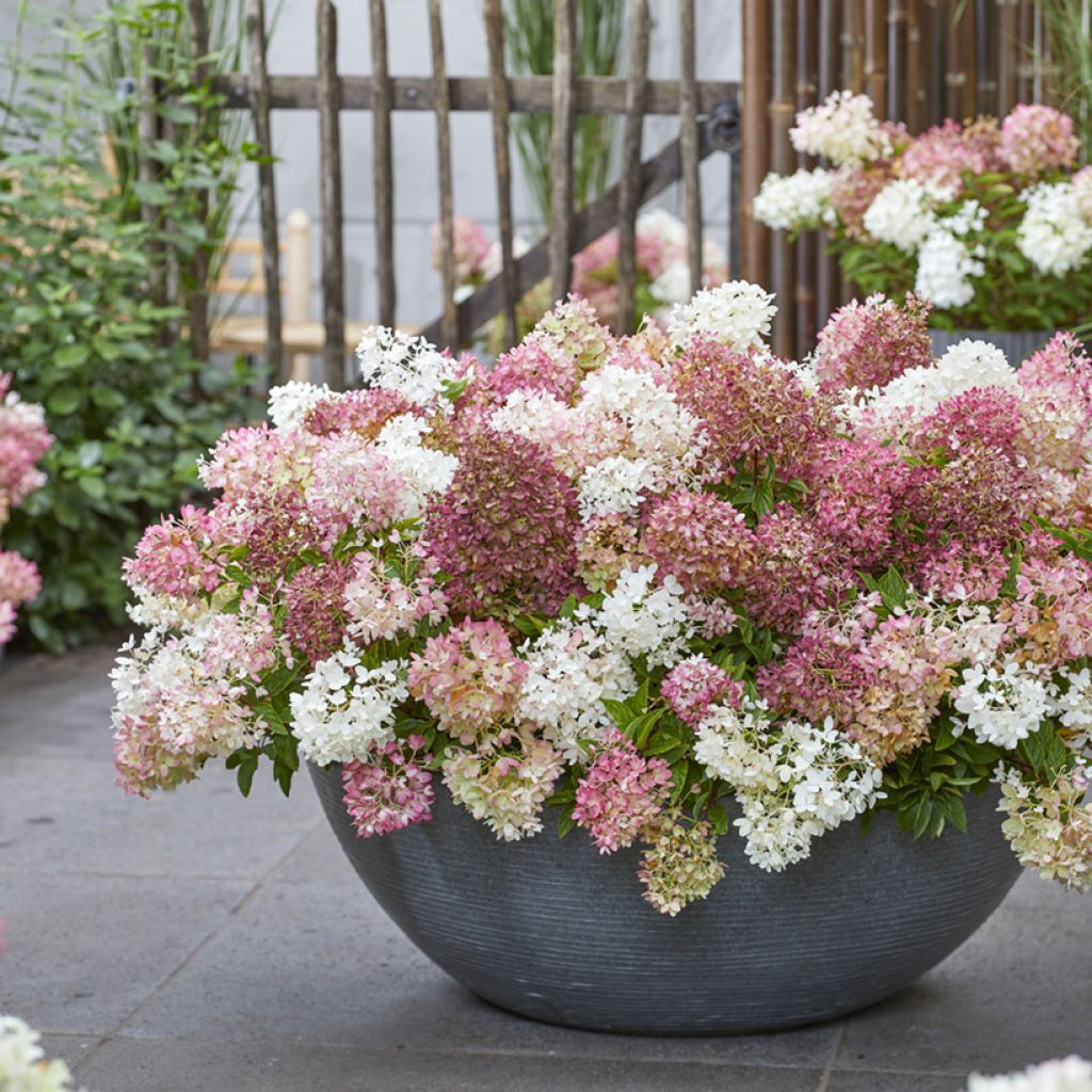 Hydrangea paniculata Groundbreaker - Hortensia paniculé nain