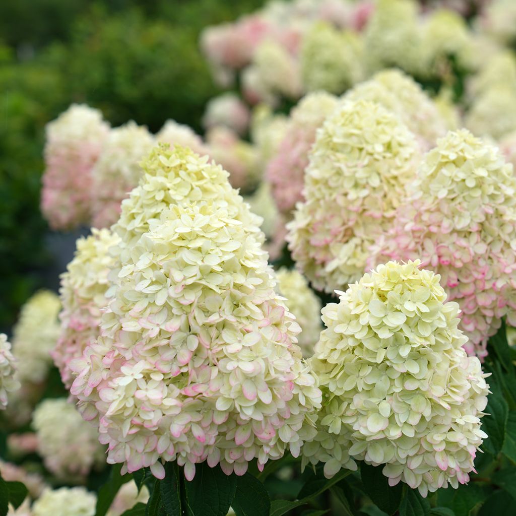 Hydrangea paniculata Limelight Prime- Hortensia paniculé