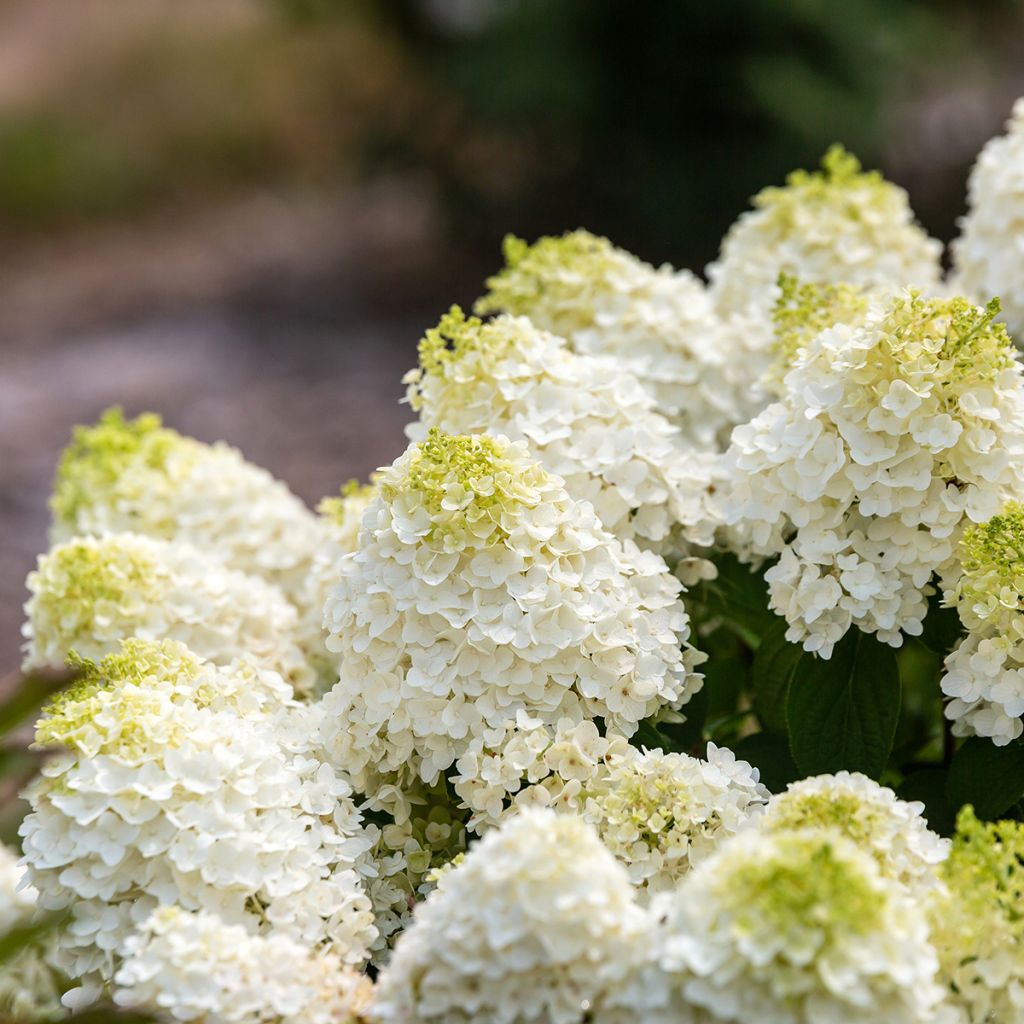 Hydrangea paniculata Little Hottie- Hortensia paniculé