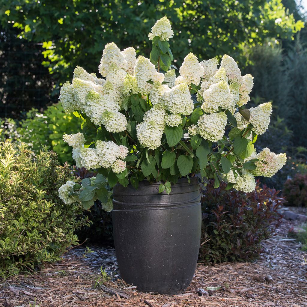 Hydrangea paniculata Little Hottie- Hortensia paniculé