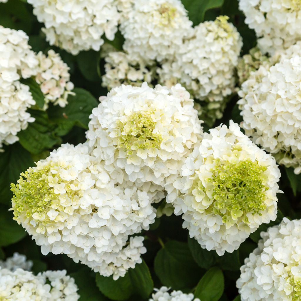 Hydrangea paniculata Little Hottie- Hortensia paniculé