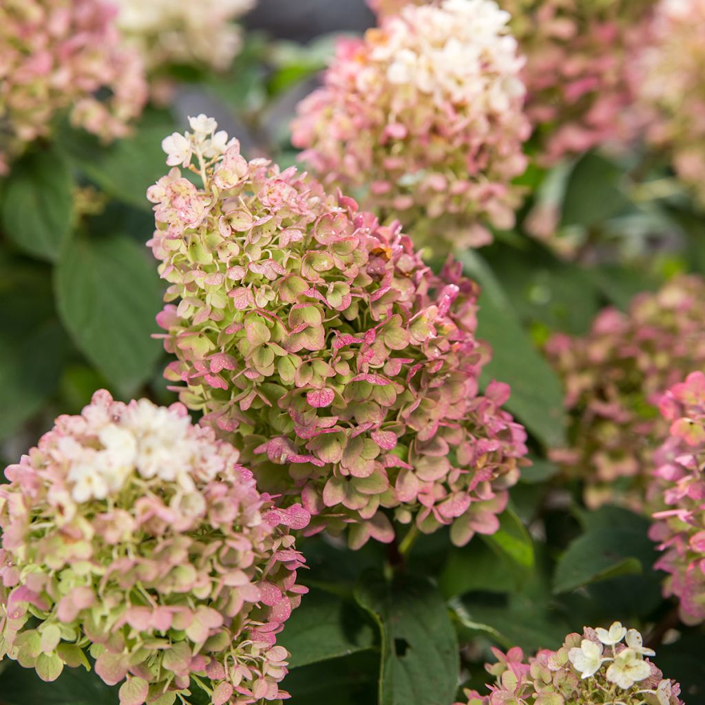 Hydrangea paniculata Little Hottie- Hortensia paniculé