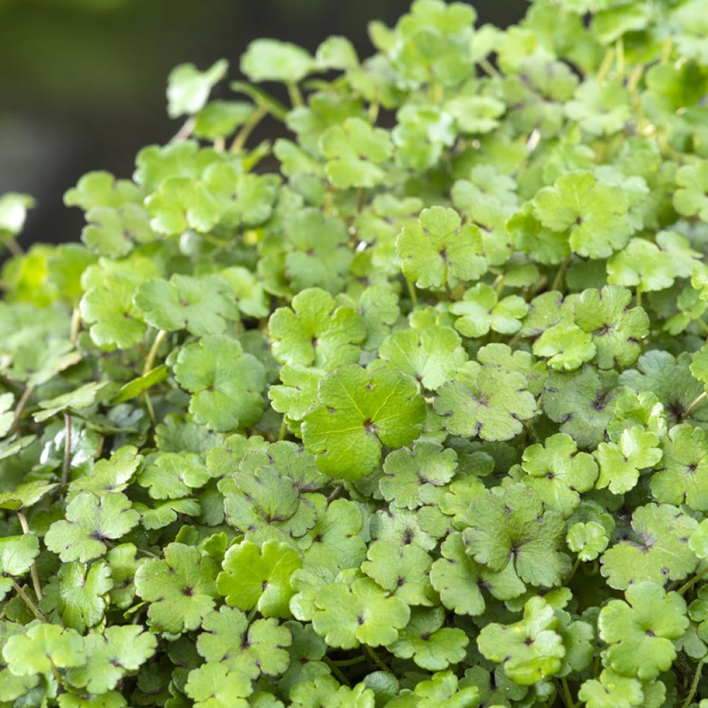 Hydrocotyle nova-zealandiae