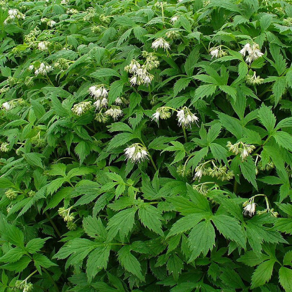 Hydrophyllum virginianum - Hydrophylle de Virginie