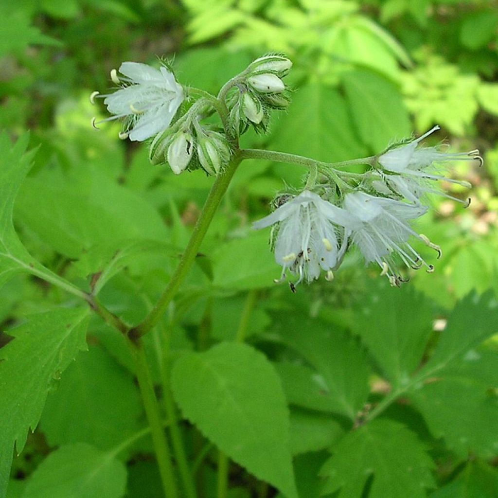 Hydrophyllum virginianum - Hydrophylle de Virginie