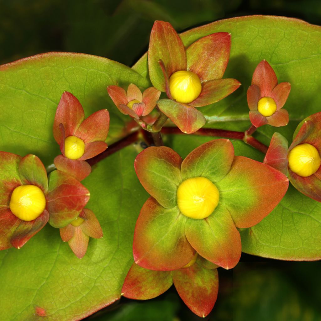 Hypericum inodorum Magical Red Flame - Millepertuis