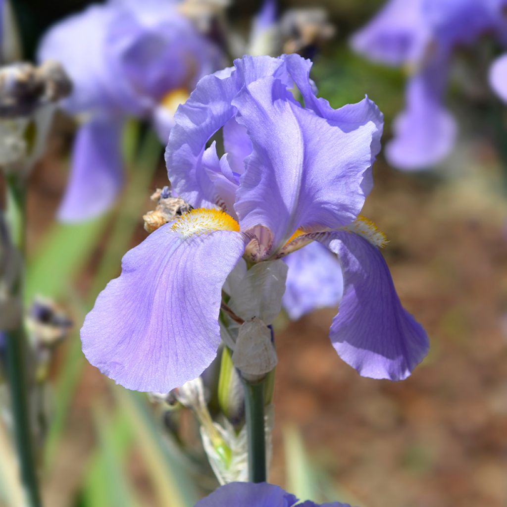 Iris pallida Argentea Variegata - Iris pâle 