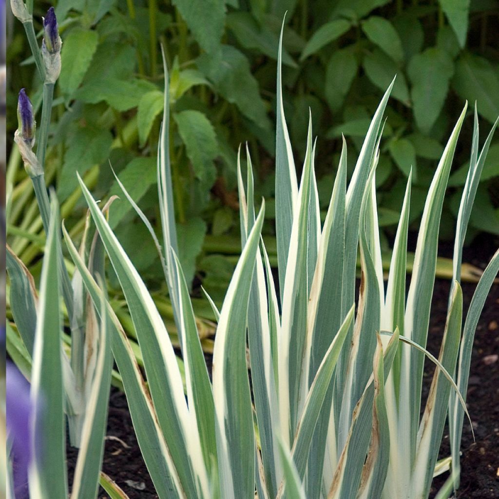 Iris pallida Argentea Variegata - Iris pâle 