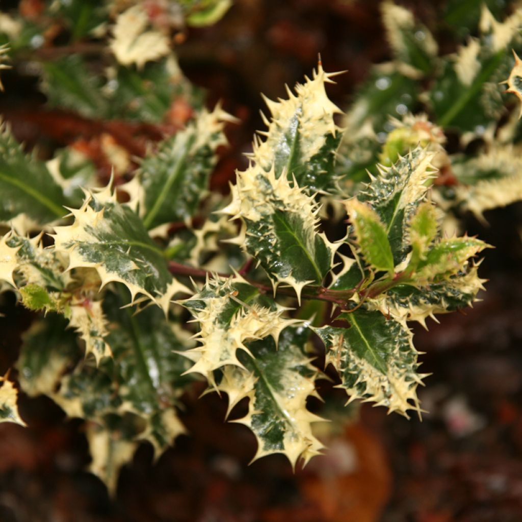 Houx hérisson Ferox Argentea - Ilex aquifolium