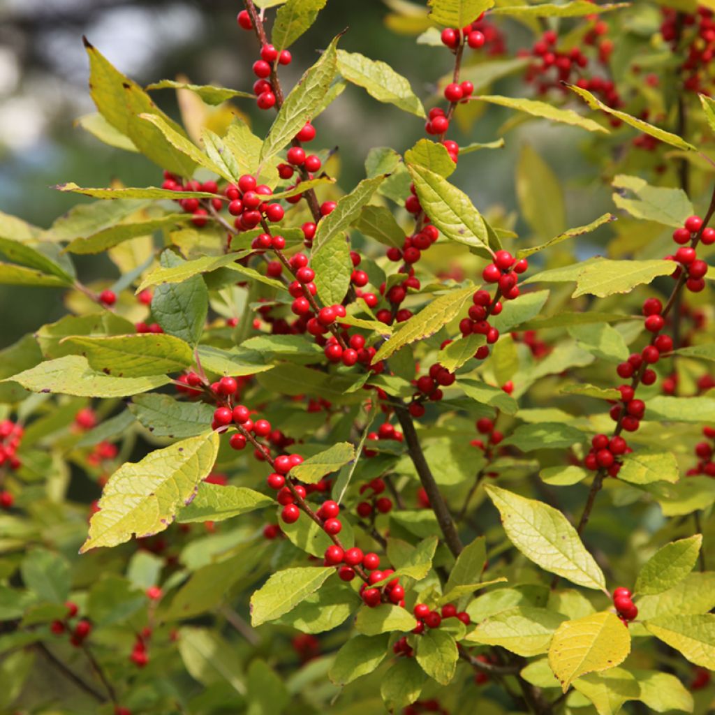 Houx verticillé femelle Oosterwijk - Ilex verticillata