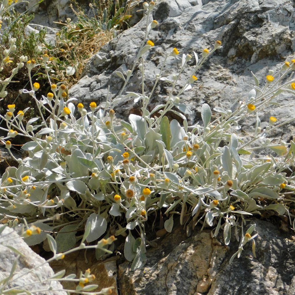 Inula candida subsp.verbascifolia