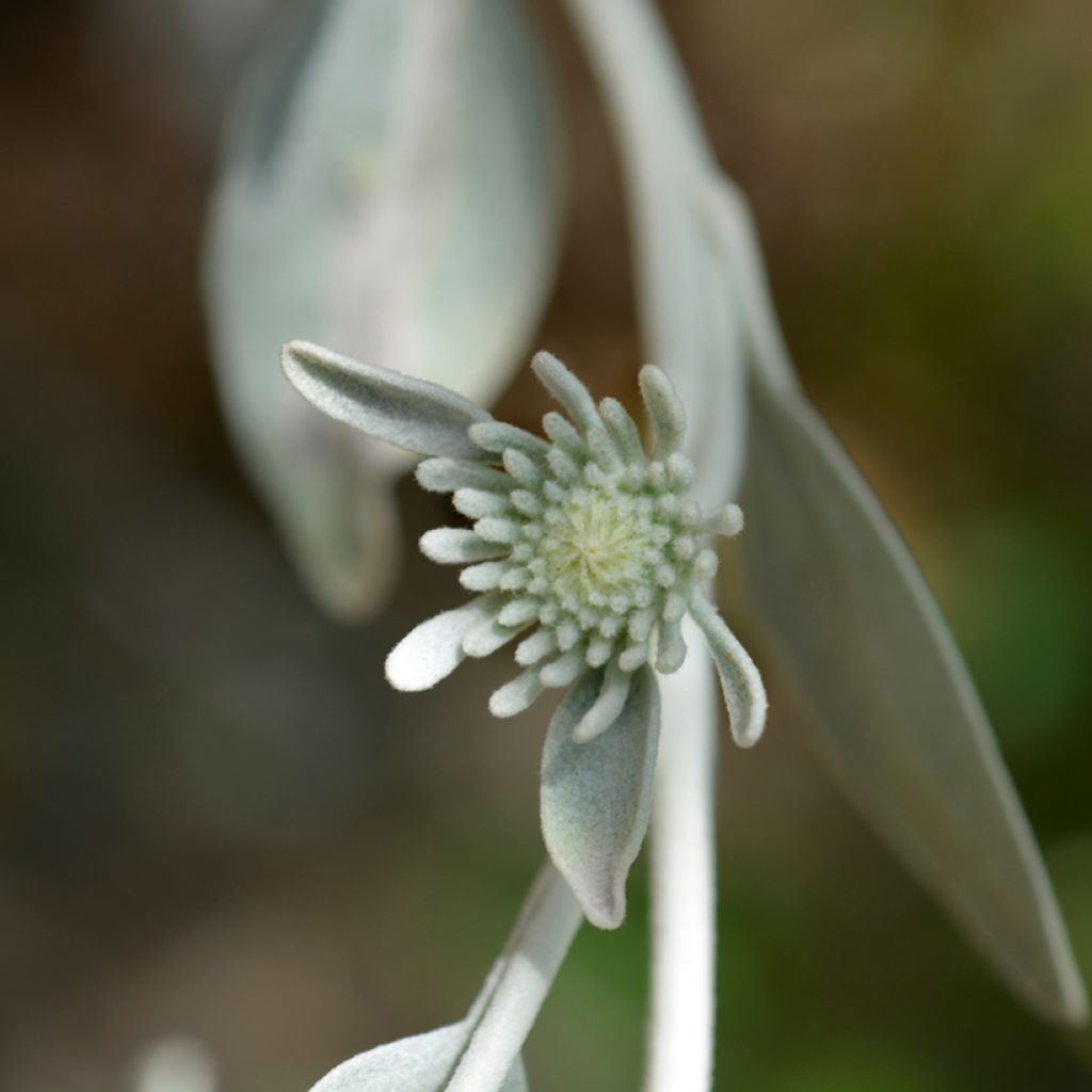 Inula candida subsp.verbascifolia