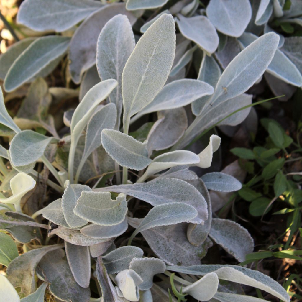 Inula candida subsp.verbascifolia