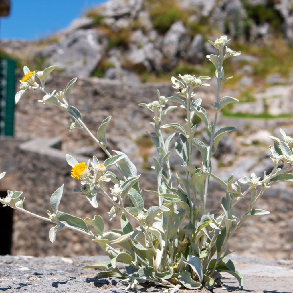 Inula candida subsp.verbascifolia