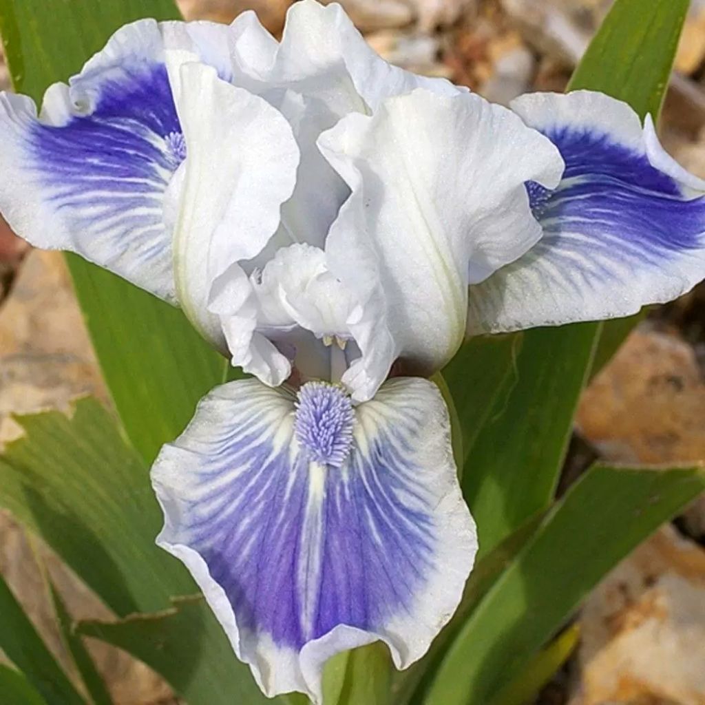 Iris Big Blue Eyes - Iris des Jardins Lilliput