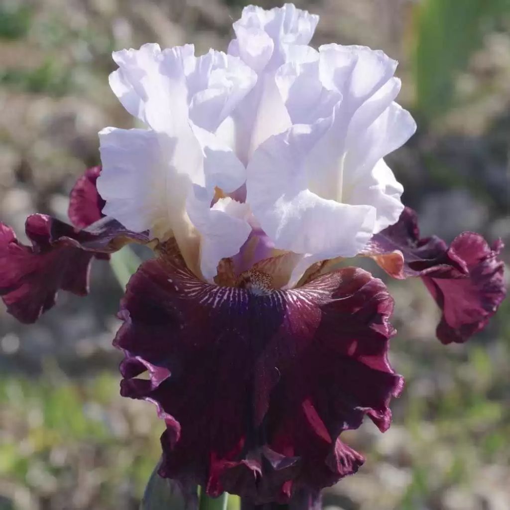 Iris germanica Ciutadella - Iris des Jardins