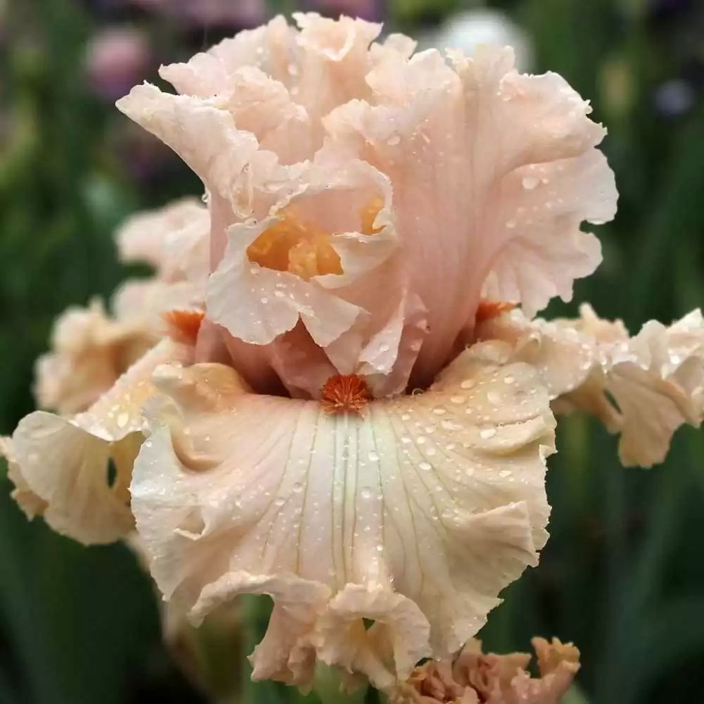 Iris germanica Coralina - Iris des Jardins