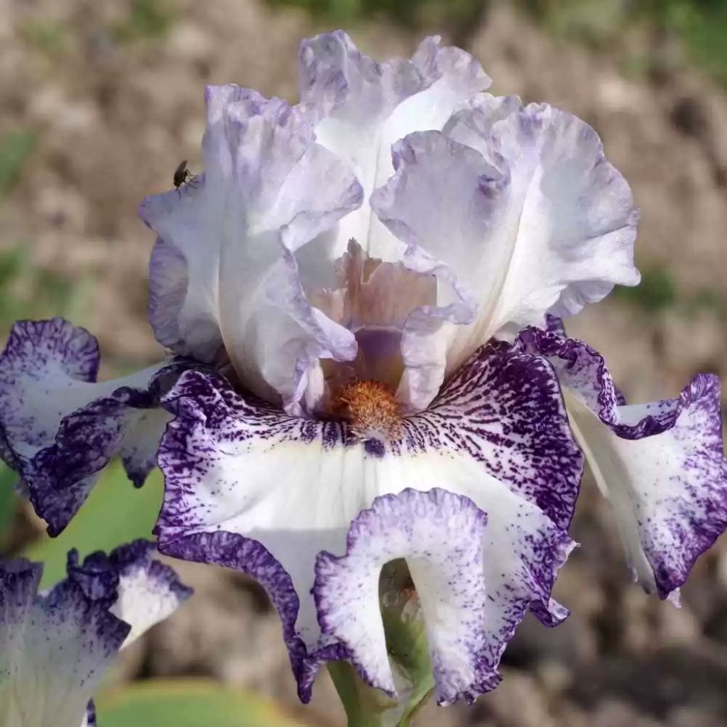 Iris germanica En Pointillés - Iris des Jardins